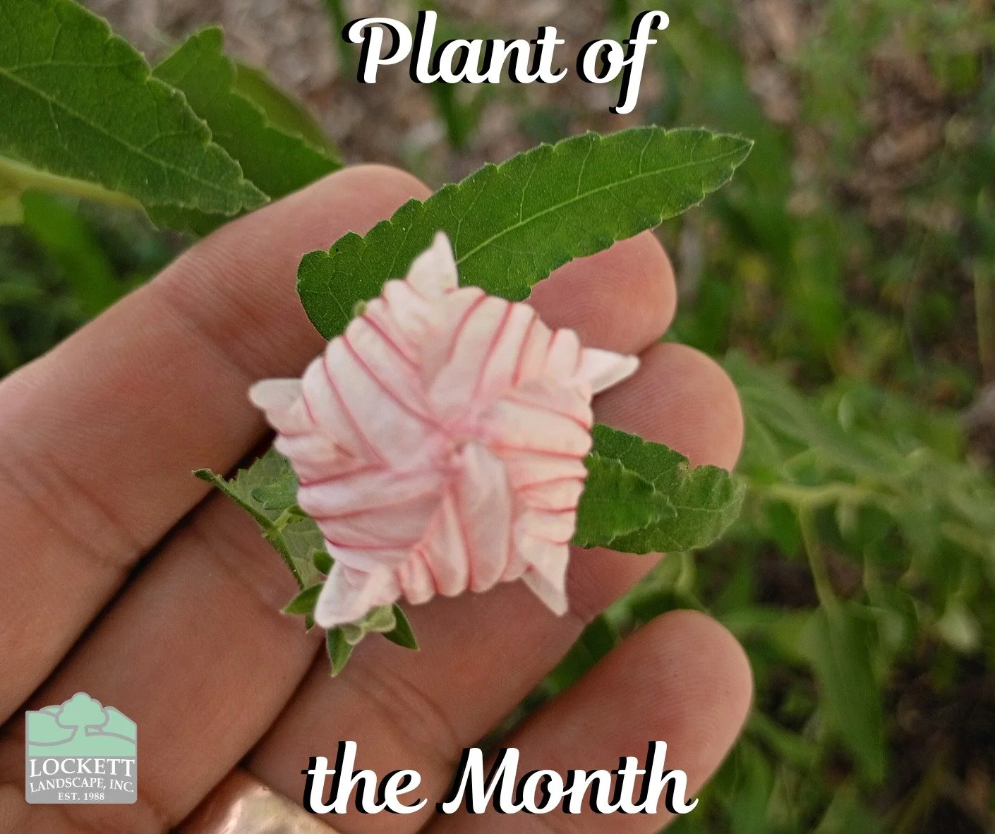 Happy Monday, everyone! With August comes a new Plant of the Month: the Brazilian Rock Rose! The Brazilian Rock Rose makes for a great pick for landscapes in Texas, and in the Brazos Valley especially! #plantofthemonth #brazilianrockrose #hibiscus #l